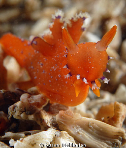 Red Nudi, Plocampherus lucayensis..normal range Bahamas, ... by Suzan Meldonian 